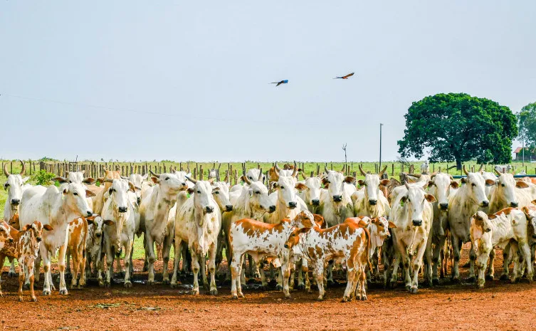  Foto: Keven Lopes/Governo do Tocantins