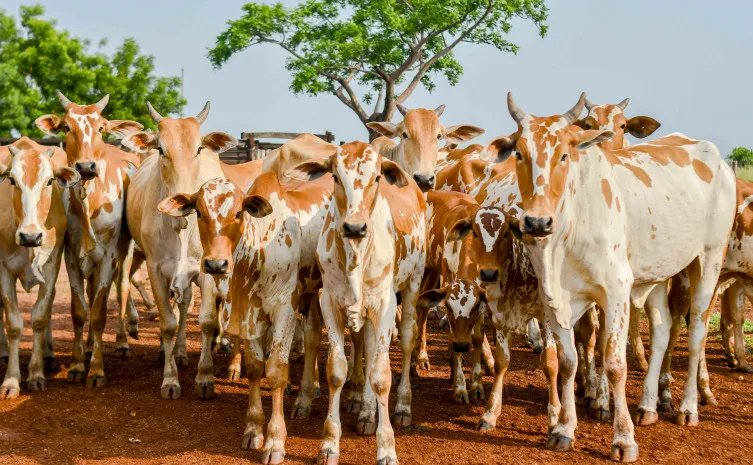 Foto: Keven Lopes/Governo do Tocantins