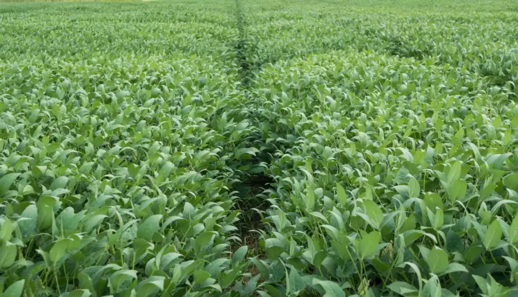 Imagem de Reprodução